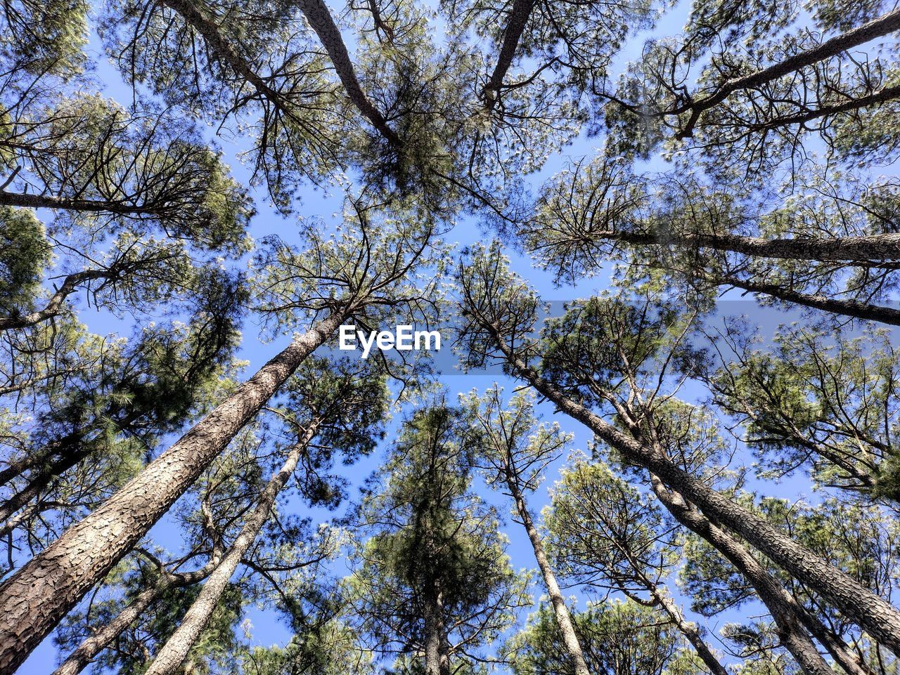 Capturing the beauty of tall trees from the ground