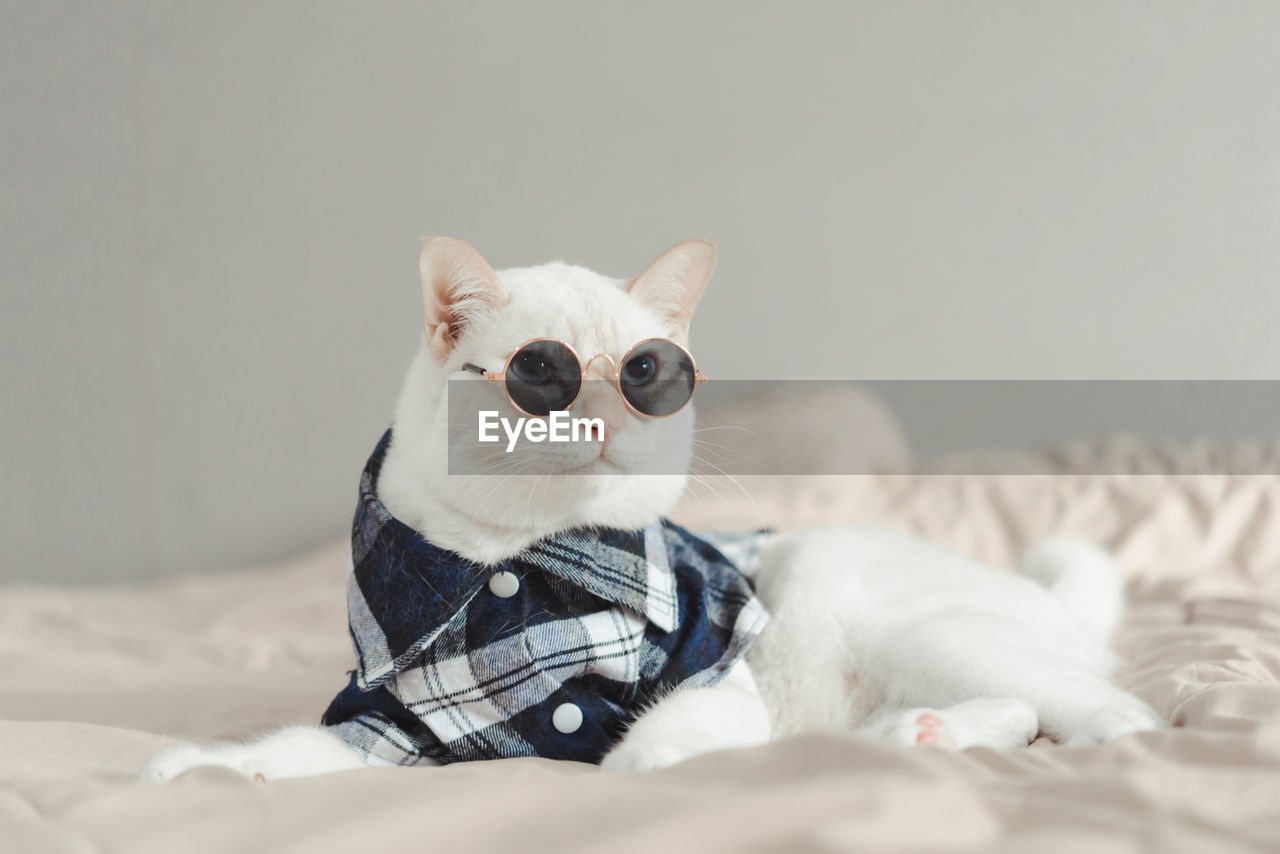 PORTRAIT OF WHITE CAT LYING DOWN ON BED