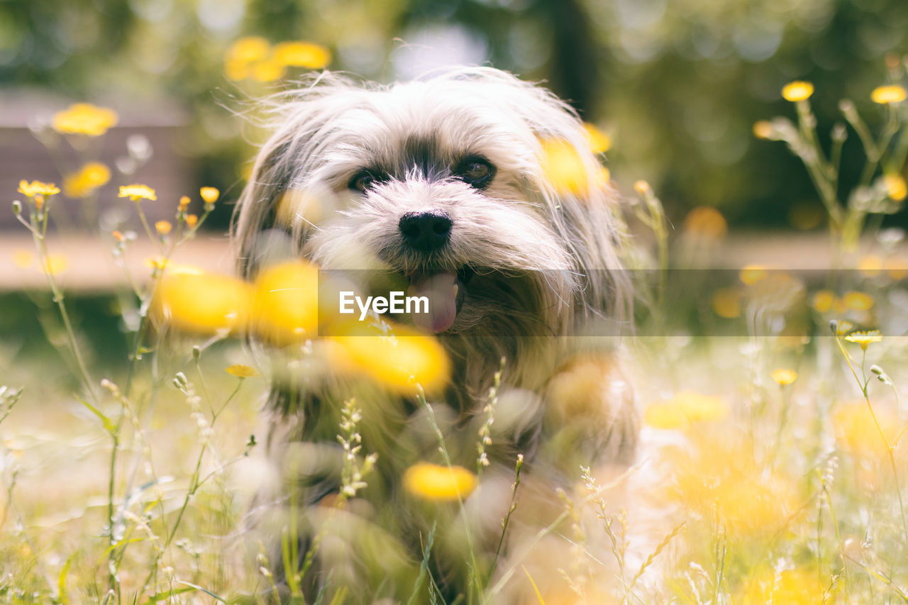 Close-up of dog on field