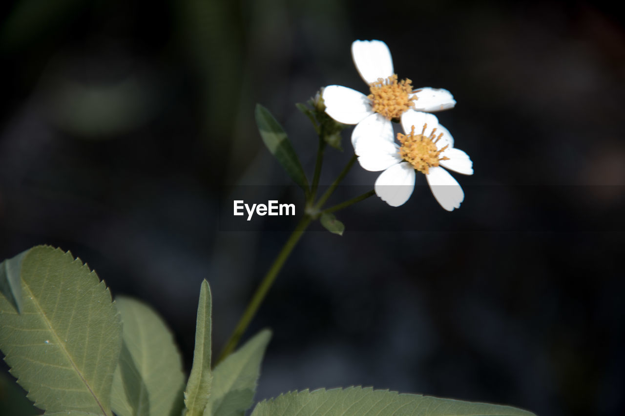 CLOSE-UP OF FLOWERING PLANT