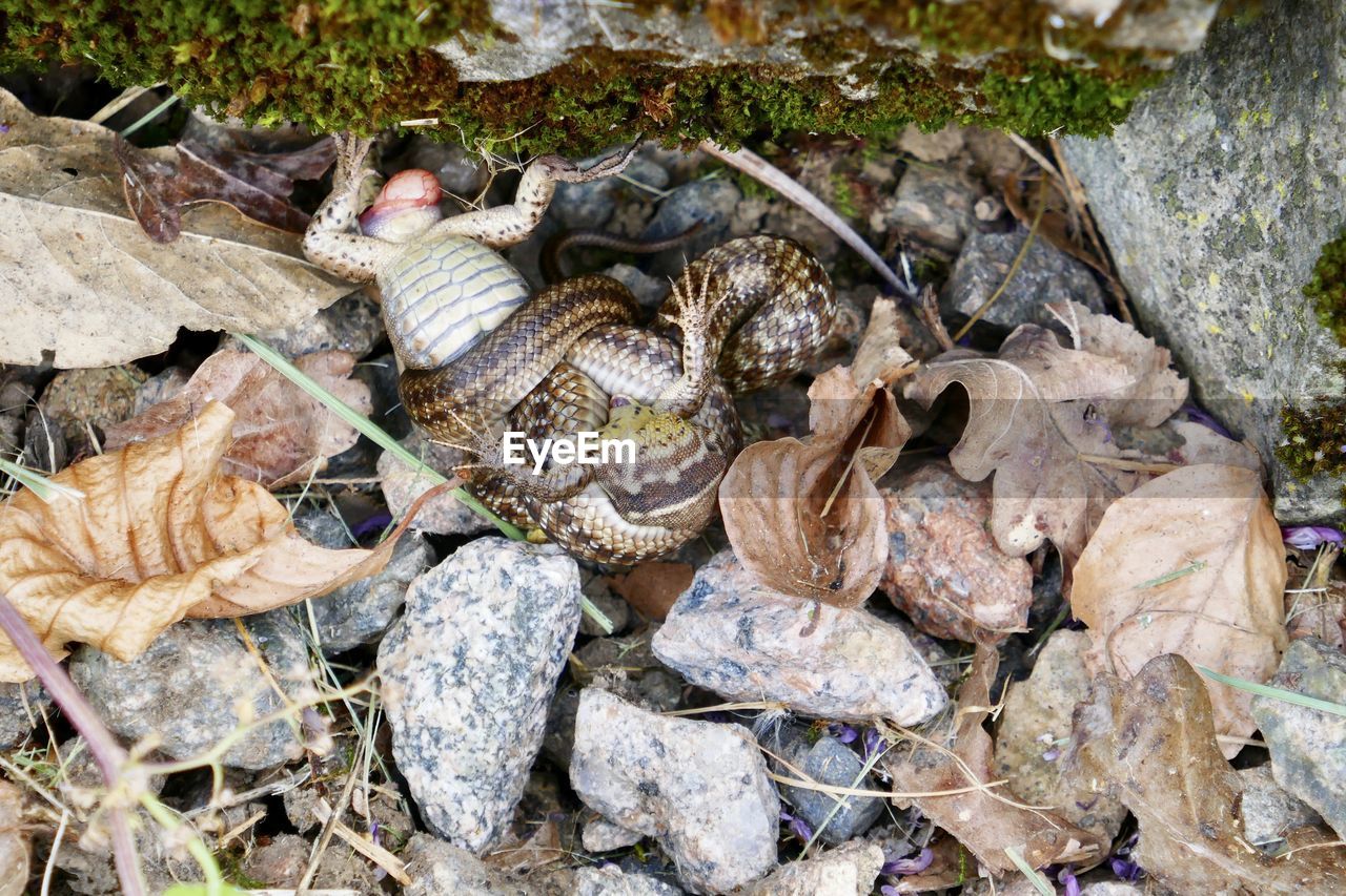 HIGH ANGLE VIEW OF SHELLS ON DRY LEAVES