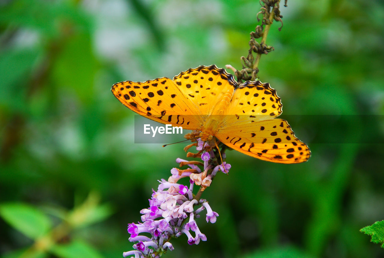 Close-up of butterfly pollinating on yellow flower