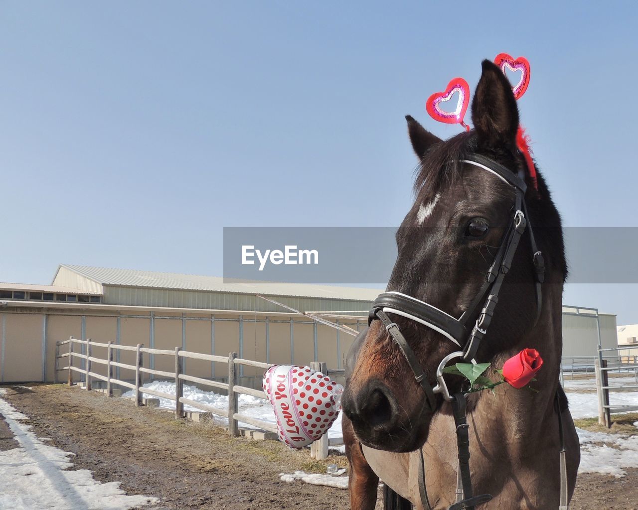 View of a horse standing on fence