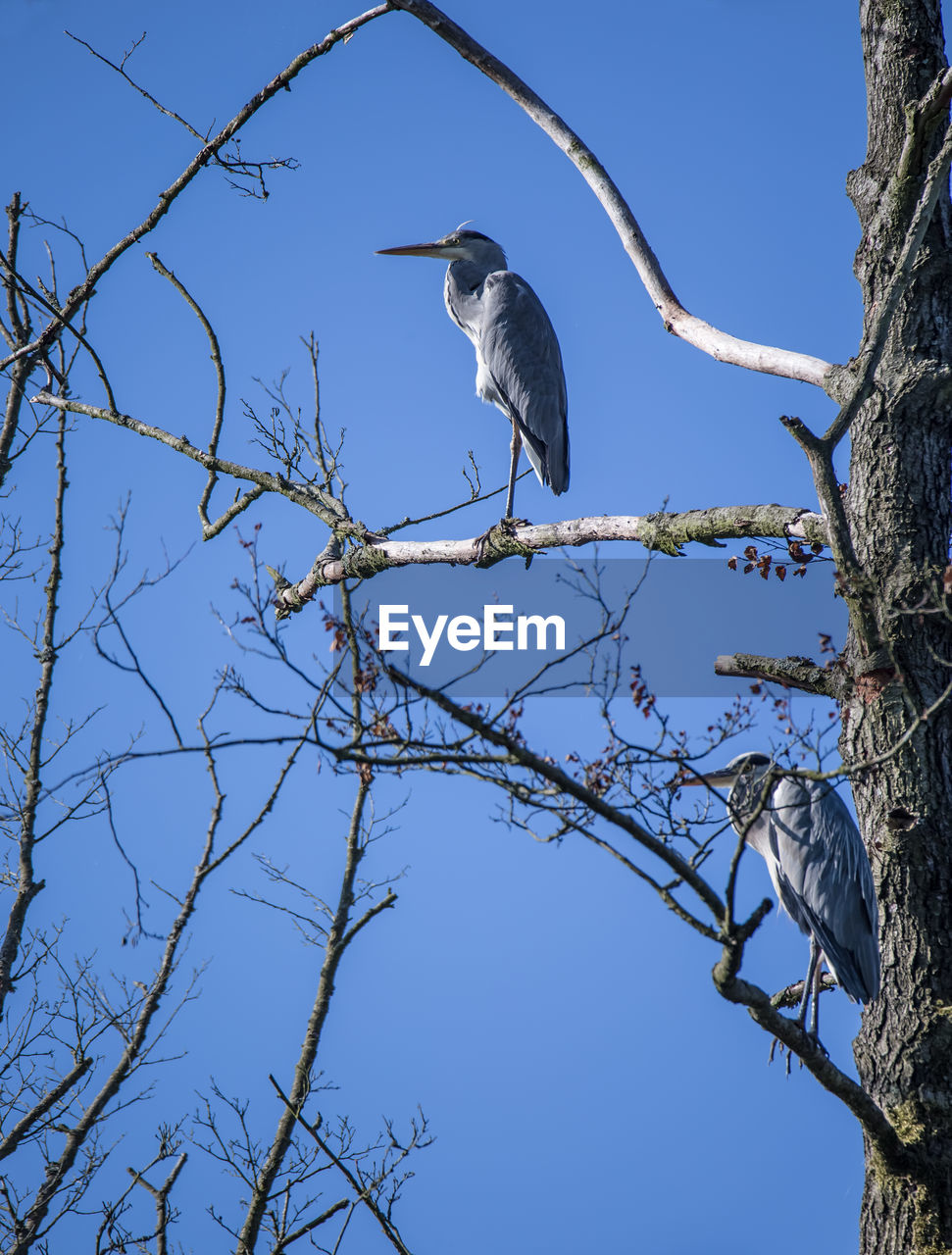 LOW ANGLE VIEW OF BIRD PERCHING ON BRANCH