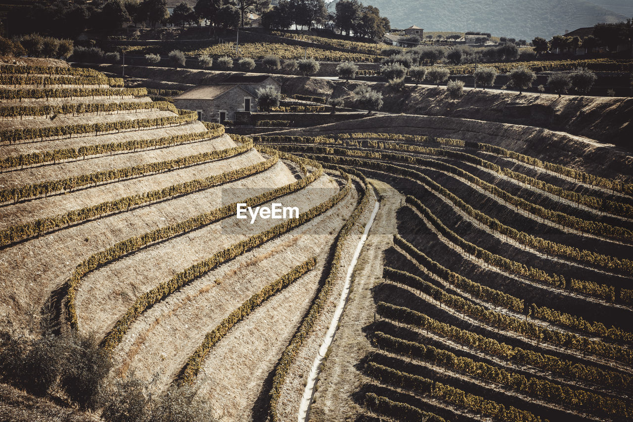 Douro vineyards from aerial view