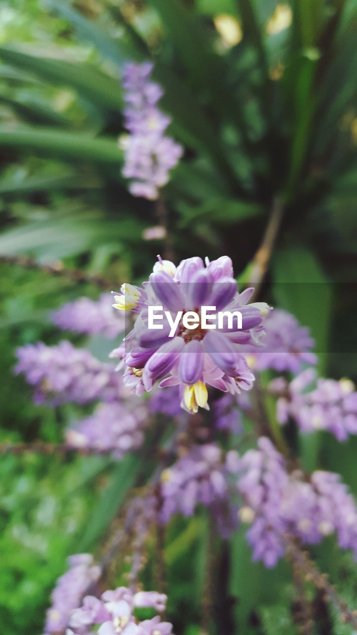 CLOSE-UP OF PURPLE FLOWER BLOOMING
