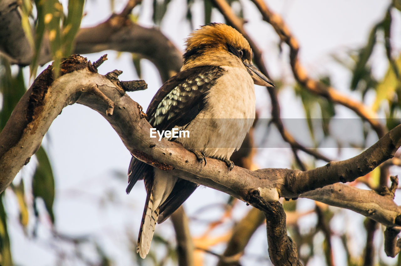 Low angle view of kookaburra perching on branch