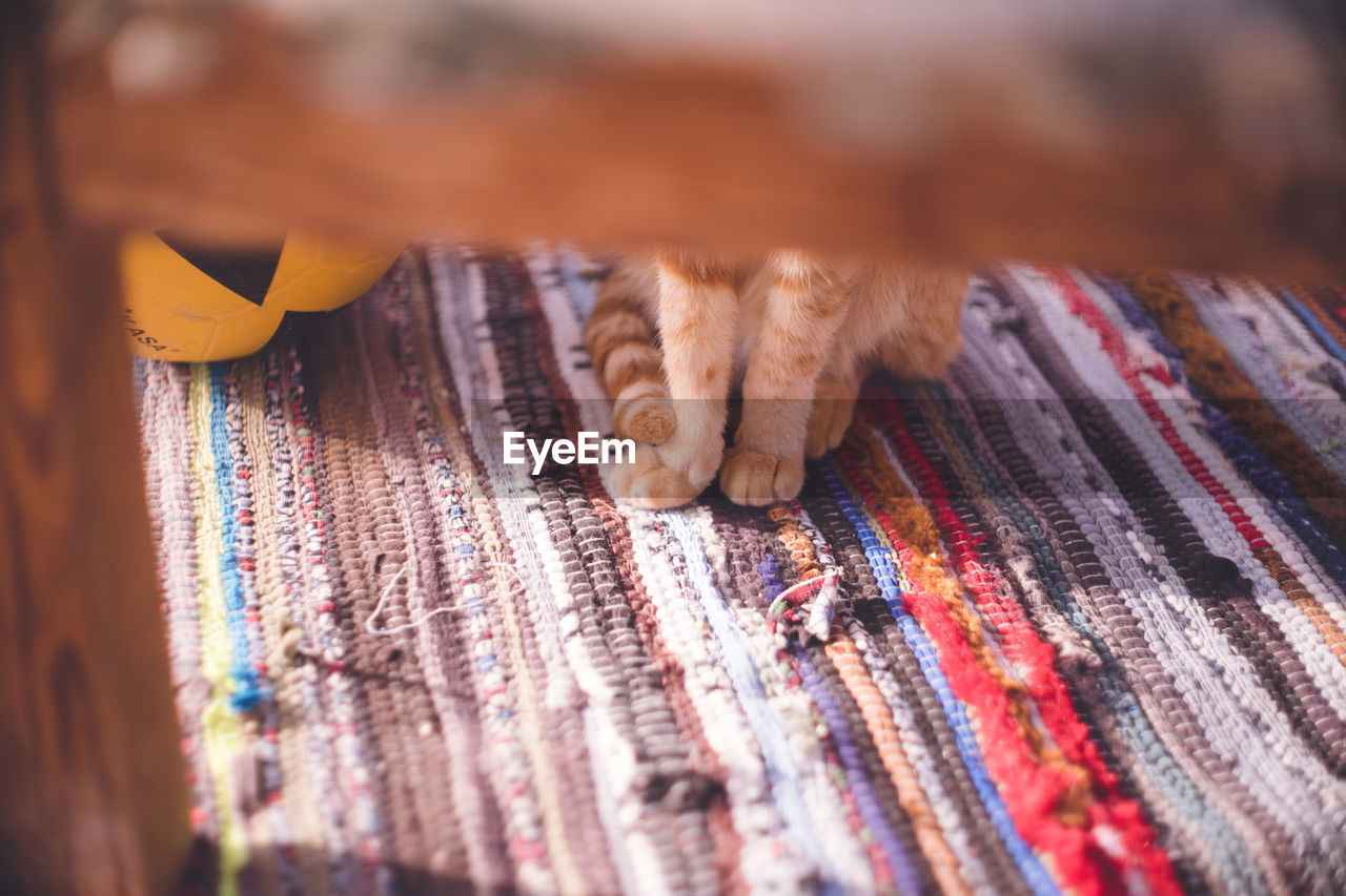 Stray cat in dahab, a diving resort in the red sea, sinai peninsula, egypt