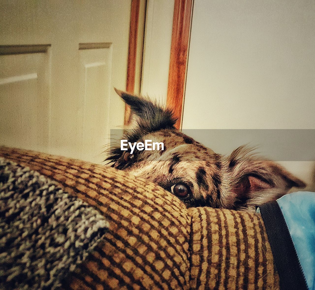 Cat resting on floor