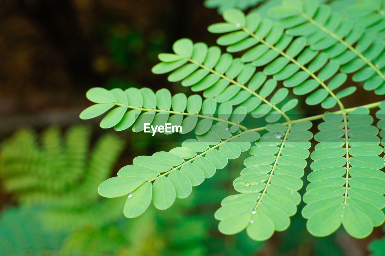 Close-up of fern leaves