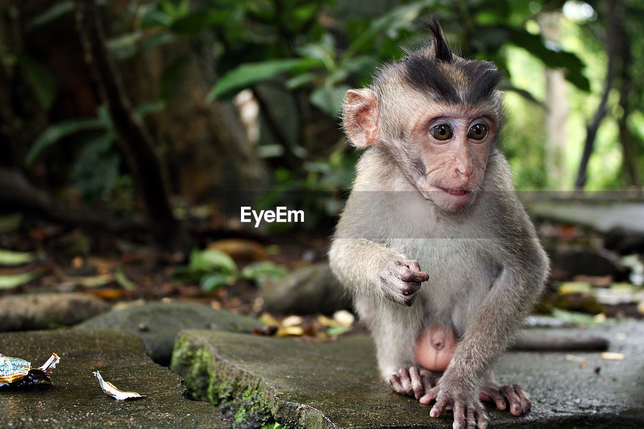 Close-up of infant monkey on stone in forest