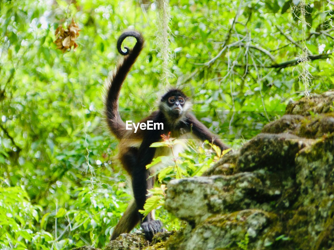 MONKEY SITTING ON ROCK