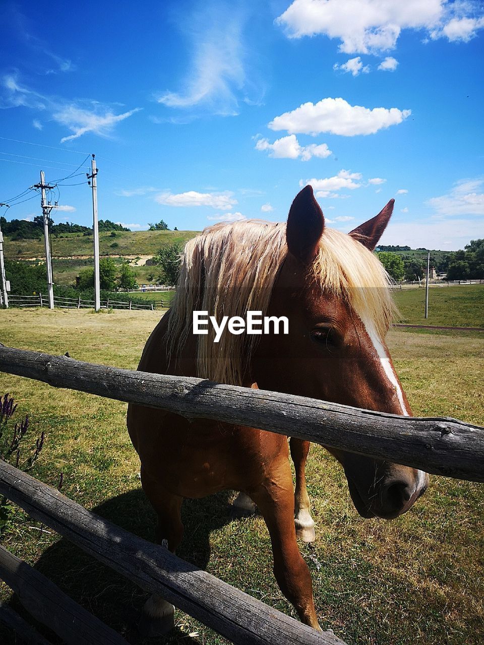 Horse in field against sky