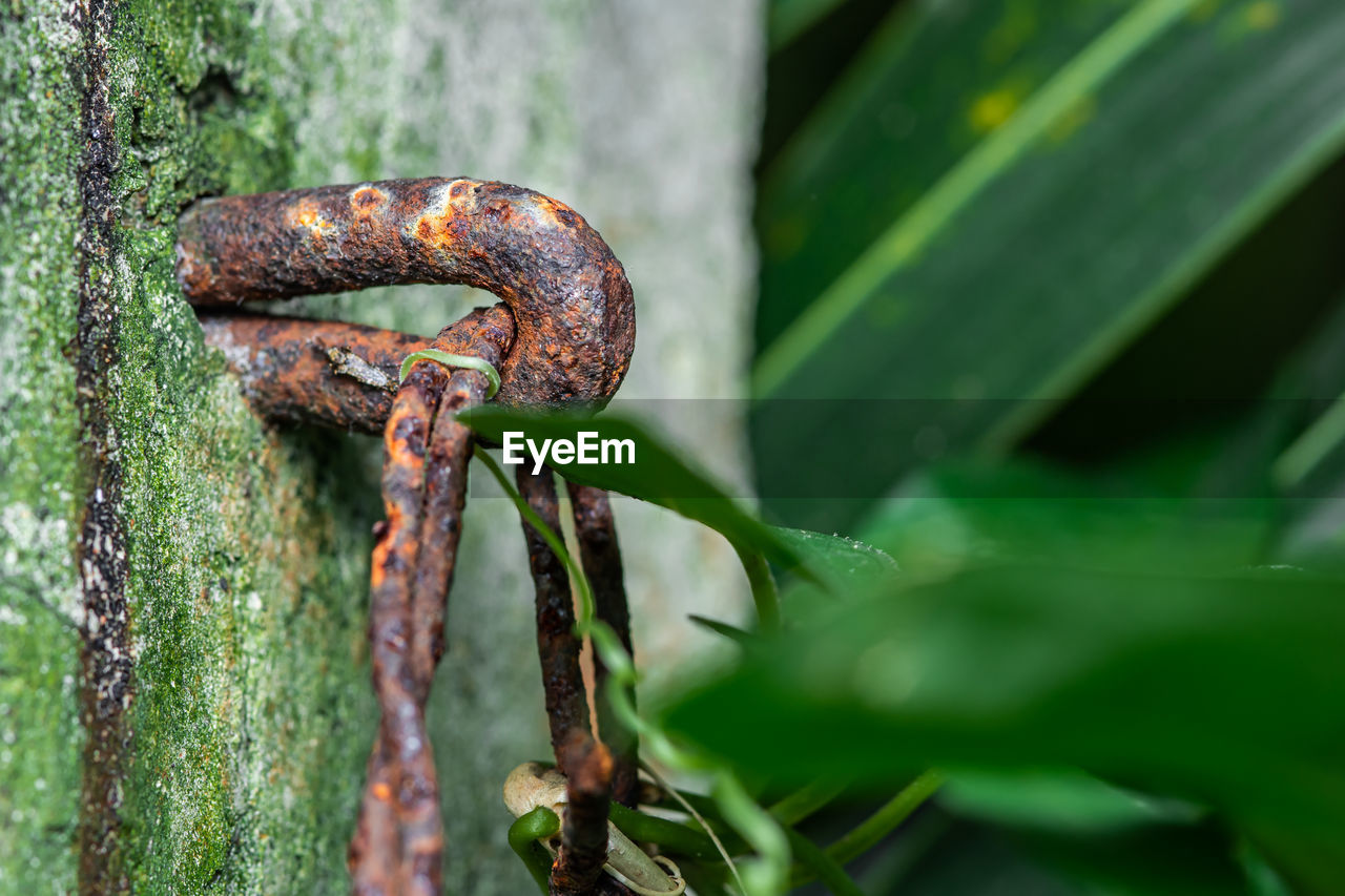 green, nature, no people, close-up, wildlife, plant, animal, animal themes, macro photography, animal wildlife, metal, day, rusty, outdoors, one animal, snake, reptile, tree, plant part, leaf