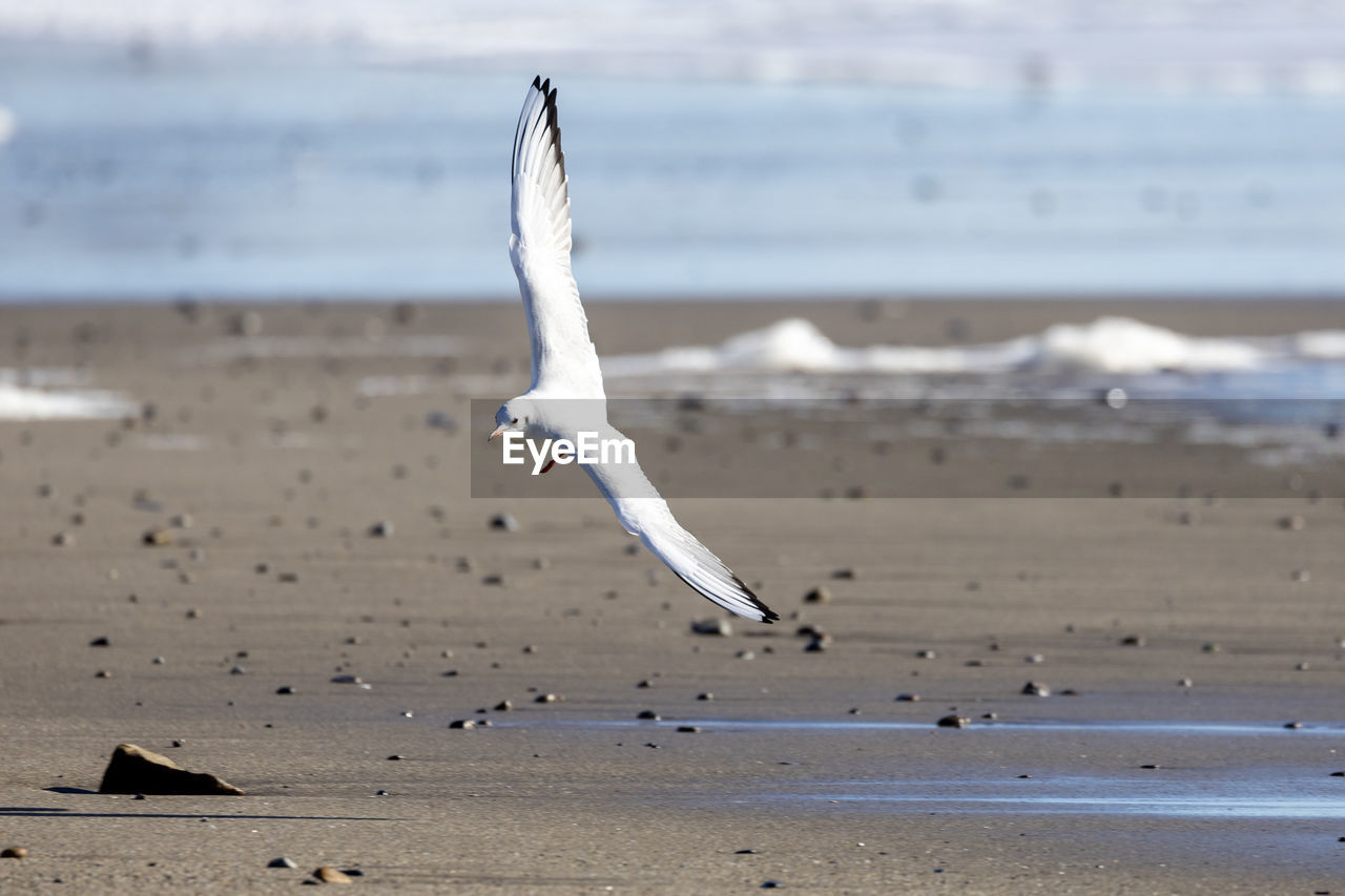 animal, water, sea, animal wildlife, animal themes, wildlife, bird, beach, land, gull, sand, flying, seabird, shore, seagull, wave, ocean, nature, motion, coast, beauty in nature, no people, day, group of animals, spread wings, sky, focus on foreground, body of water, outdoors, animal body part, tranquility