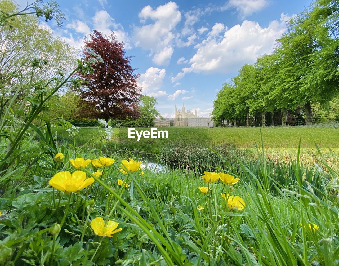 YELLOW FLOWERS GROWING ON FIELD