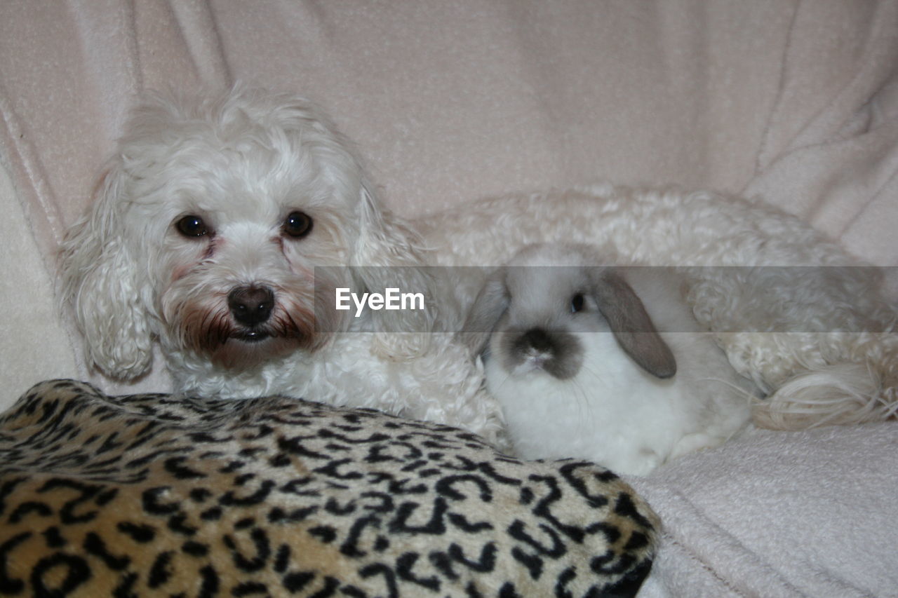 PORTRAIT OF A DOG LYING ON BED