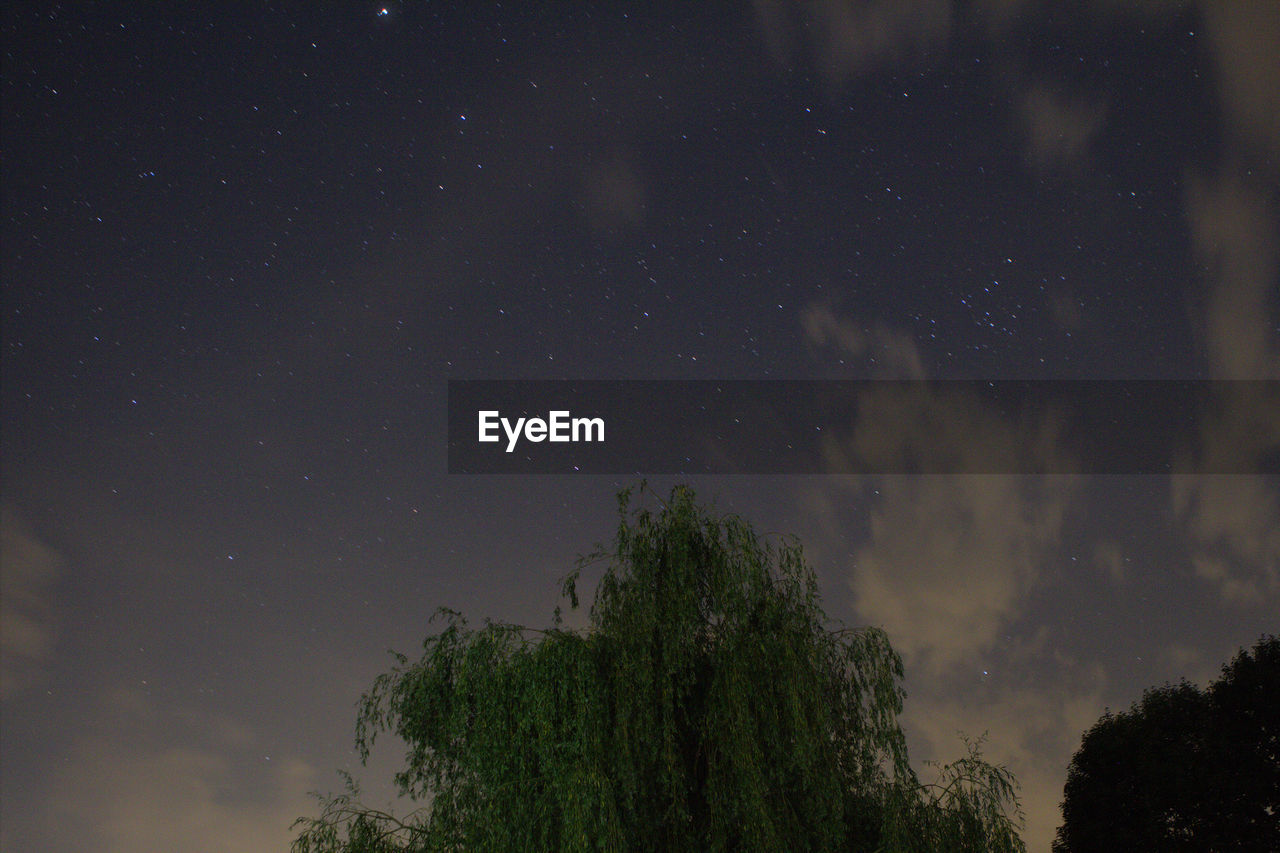 Low angle view of trees against sky at night