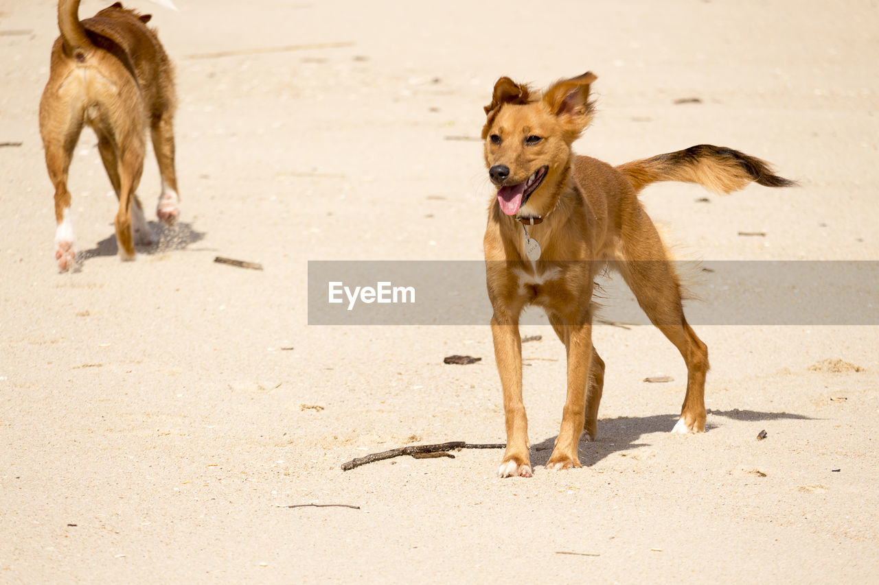Dogs at sandy beach