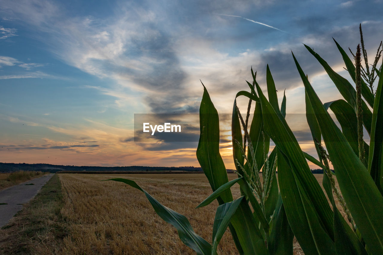 CROPS GROWING ON FIELD