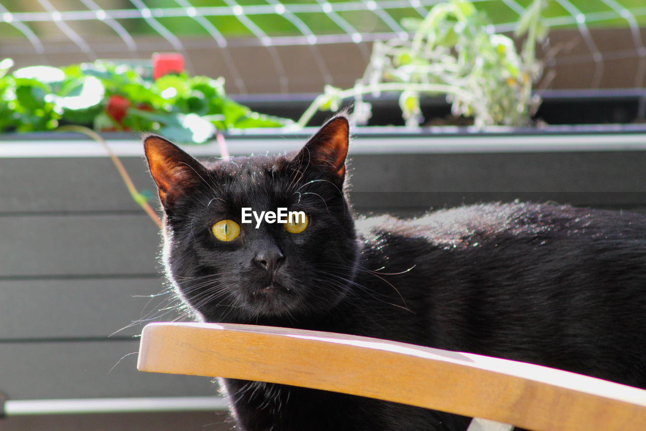 Close-up portrait of a cat