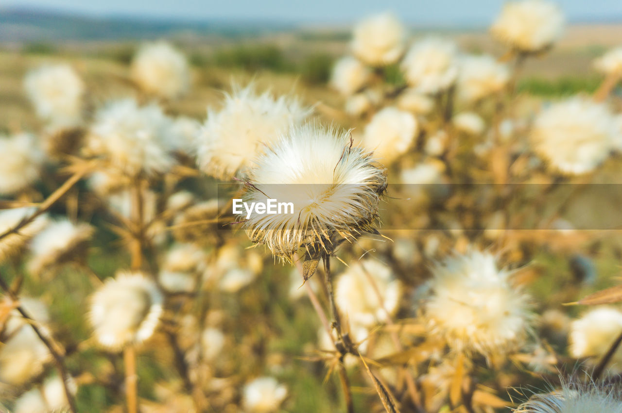 Close-up of white dandelion flower on field