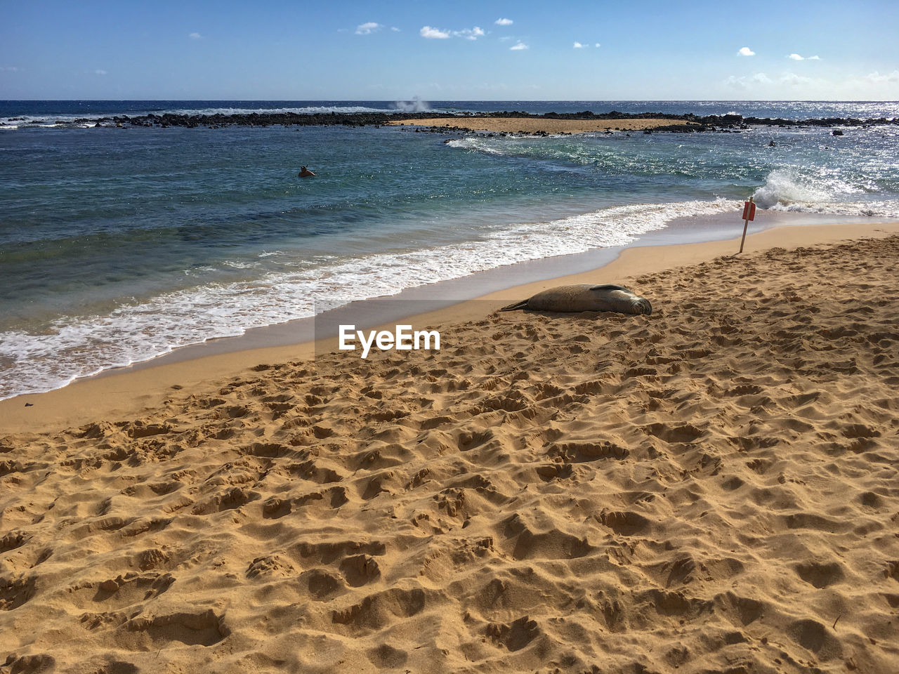 A hawaiian monk seal is lying at poipu beach on the hawaiian island of kauai, usa