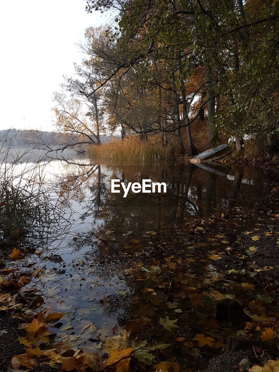REFLECTION OF TREE IN WATER