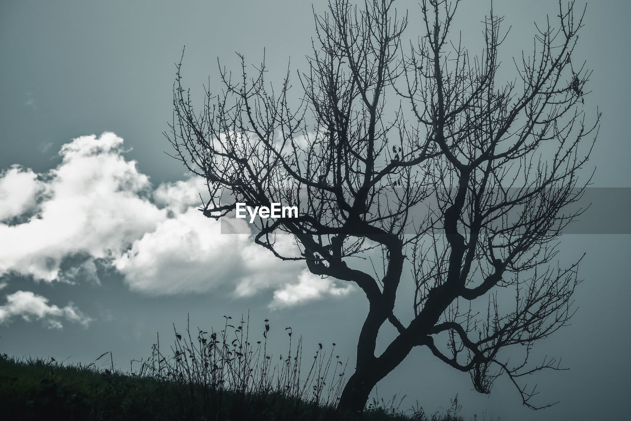 Low angle view of bare tree against sky