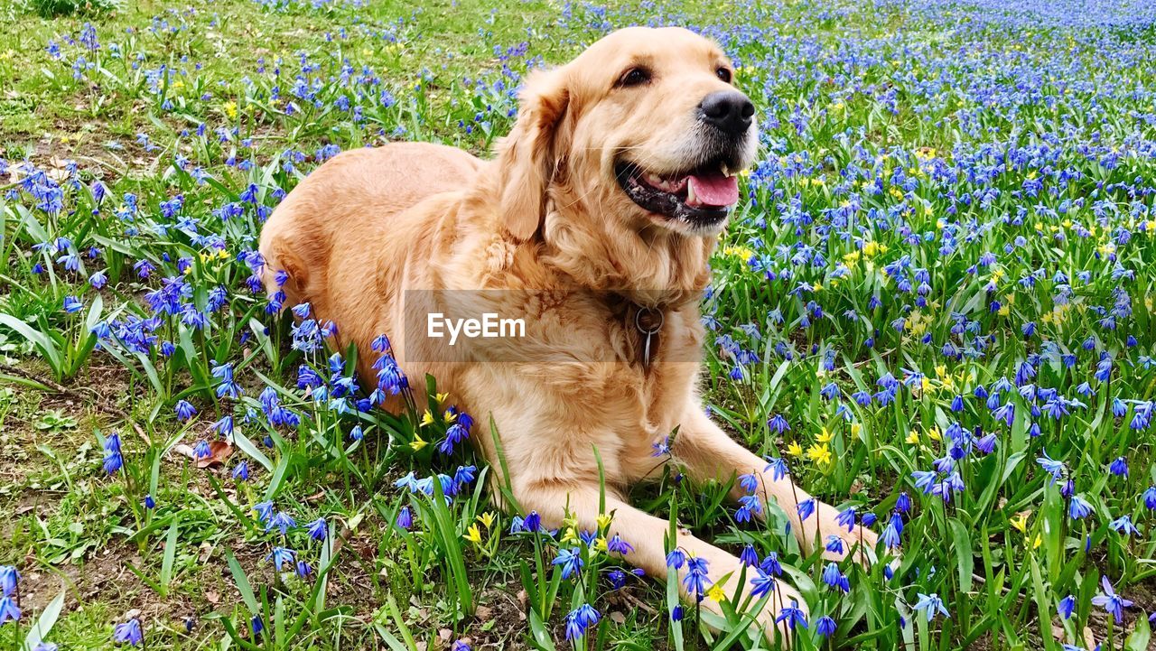 PORTRAIT OF GOLDEN RETRIEVER AT GRASS