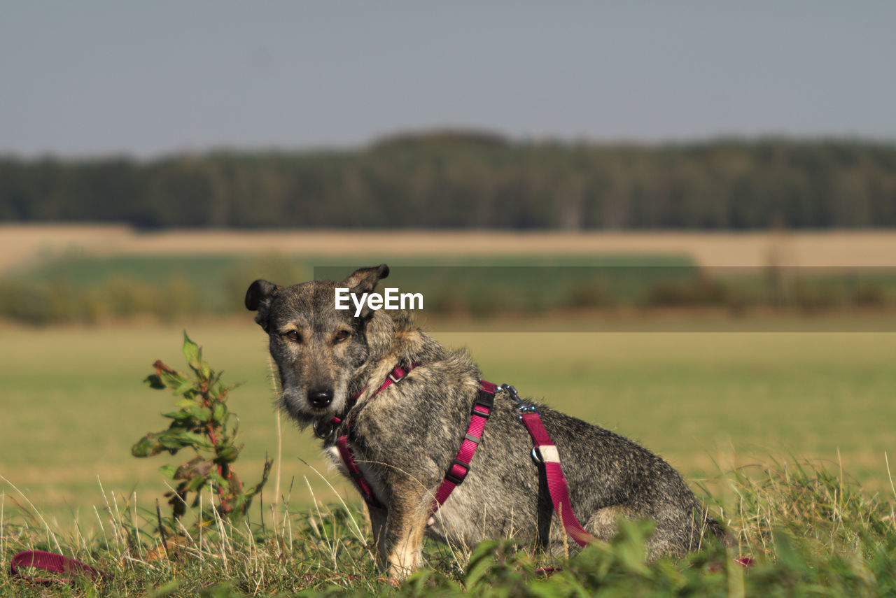 PORTRAIT OF DOG ON FIELD BY LAND