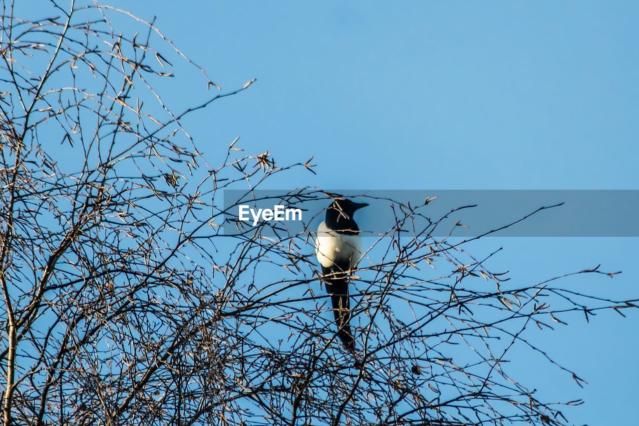 LOW ANGLE VIEW OF BIRD PERCHING ON TREE AGAINST SKY