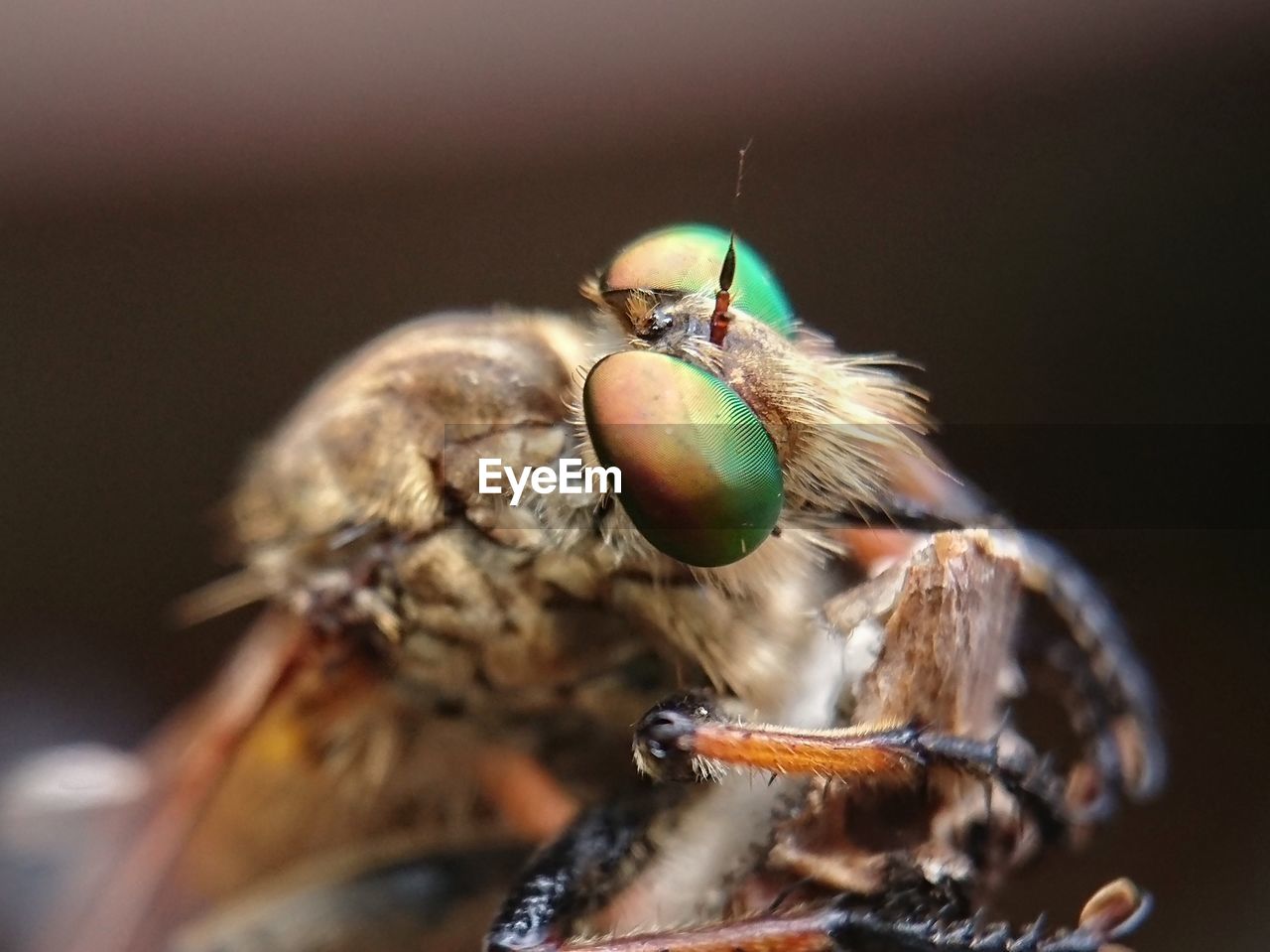 Robberfly, the face of a robber insect