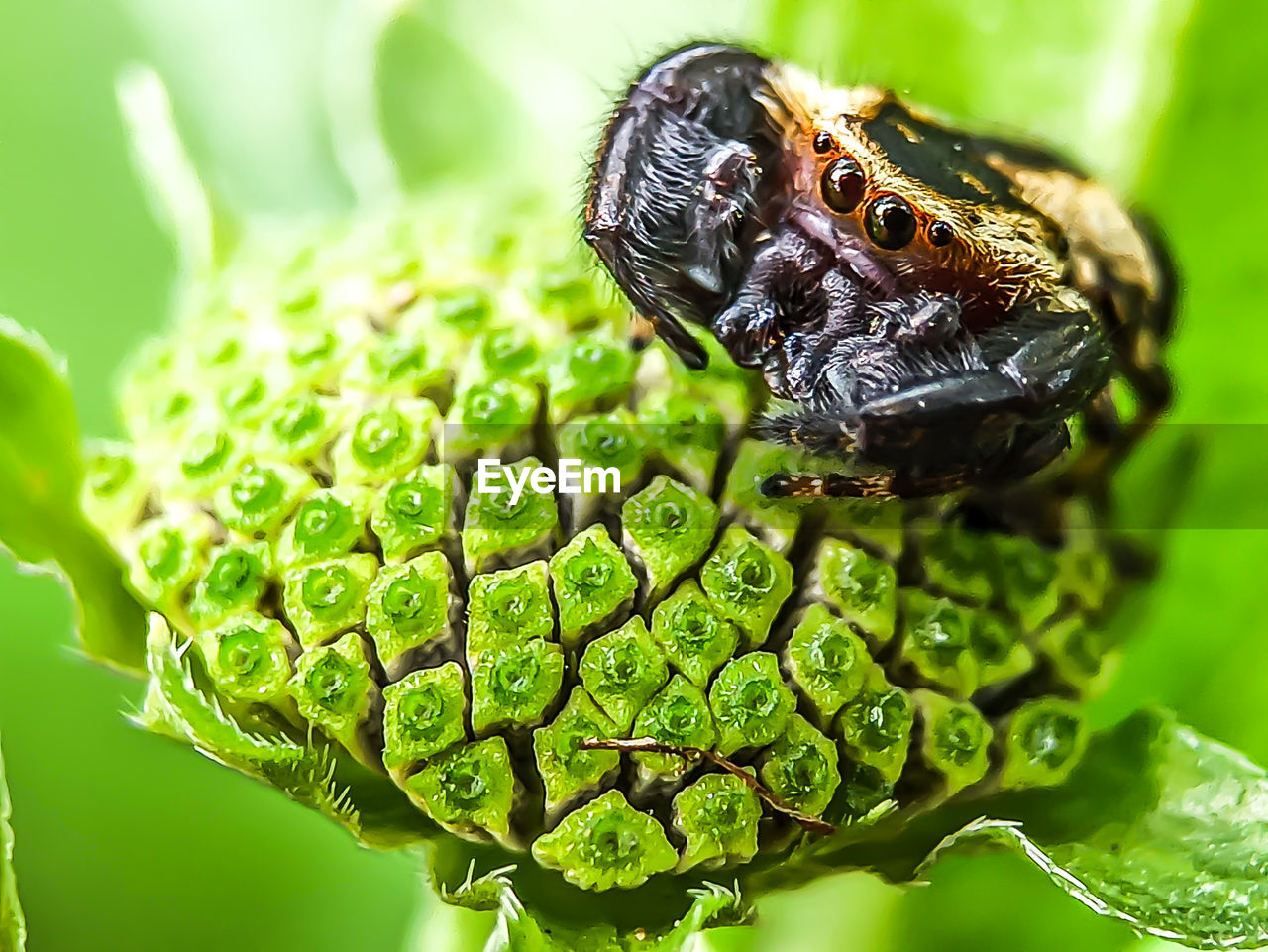 CLOSE-UP OF CATERPILLAR ON LEAF