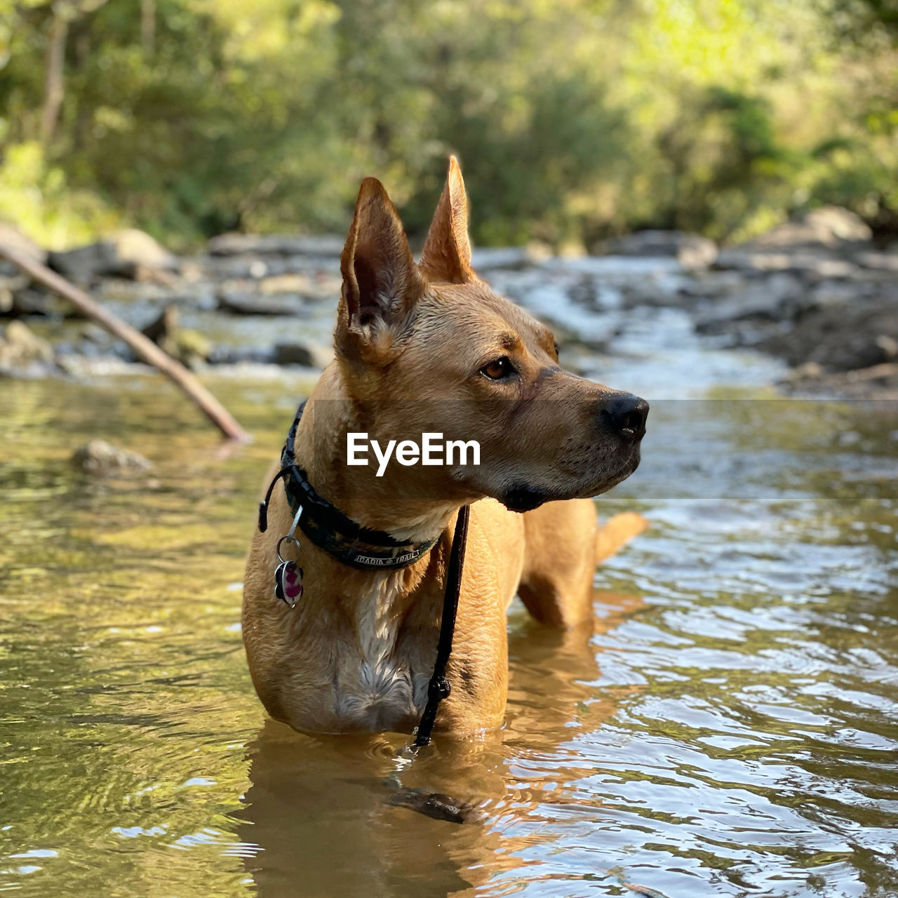 Dog standing in water looking to the right