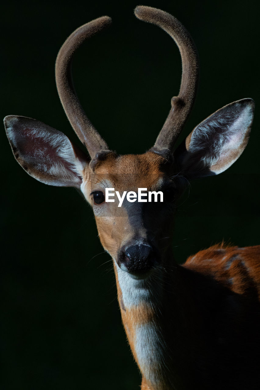 Close-up portrait of deer against black background