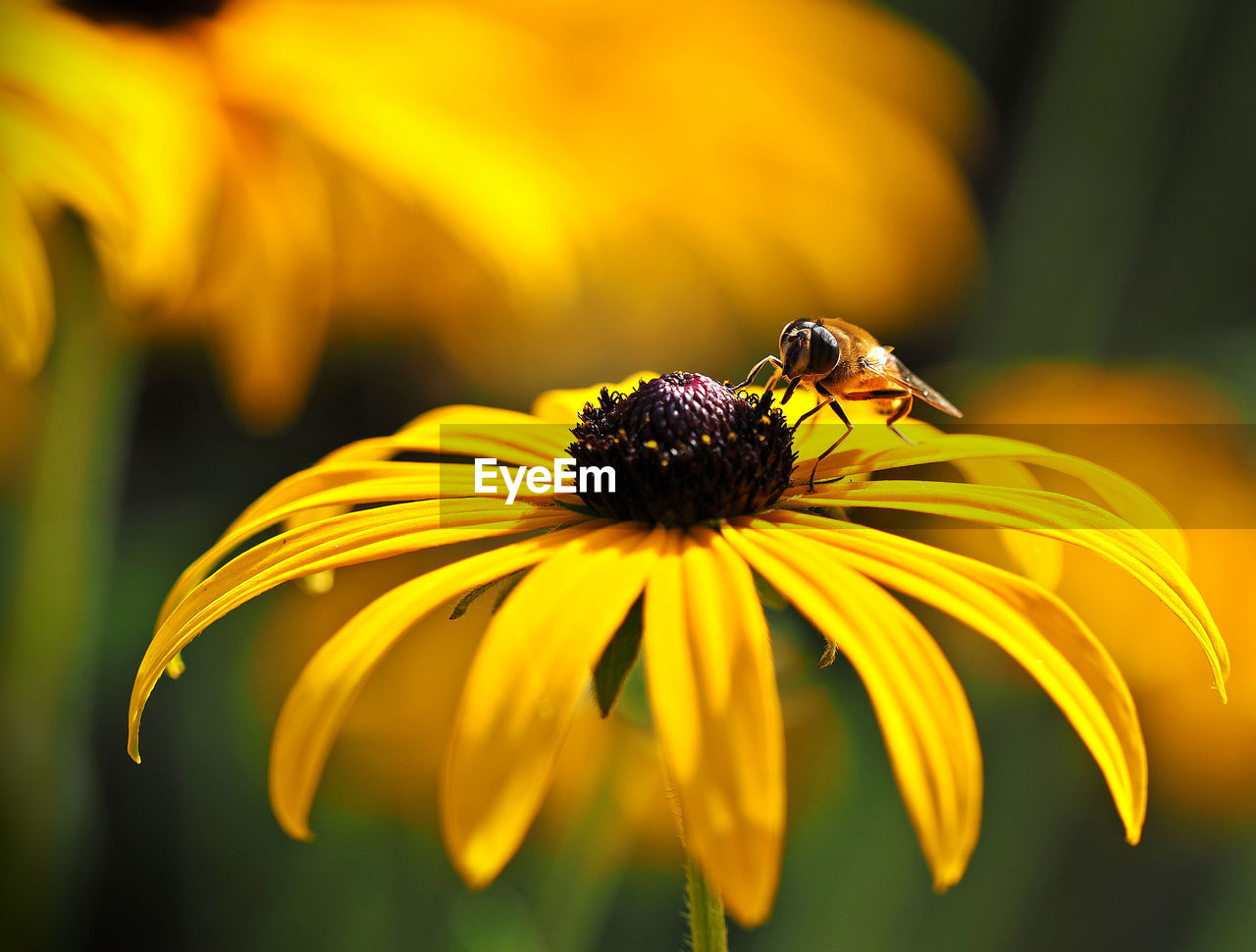A bee on the flower of a black-eyed susan at work