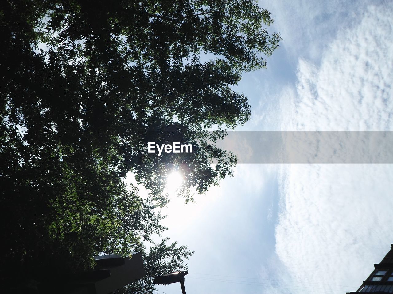 VIEW OF TREES AGAINST SKY