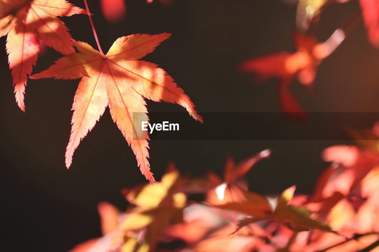 CLOSE-UP OF MAPLE LEAVES