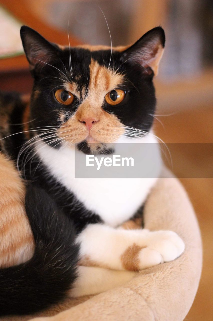 Close-up portrait of a cat