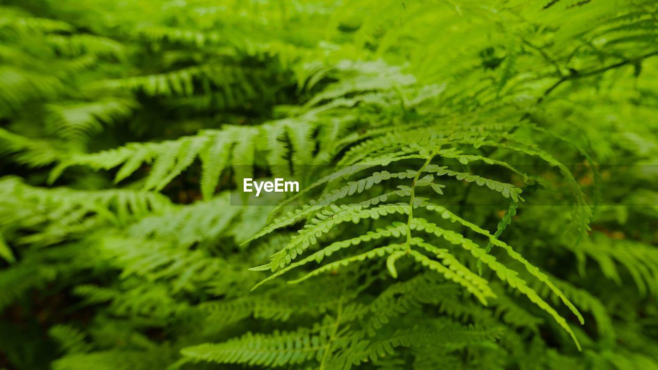 Close-up of fern leaves