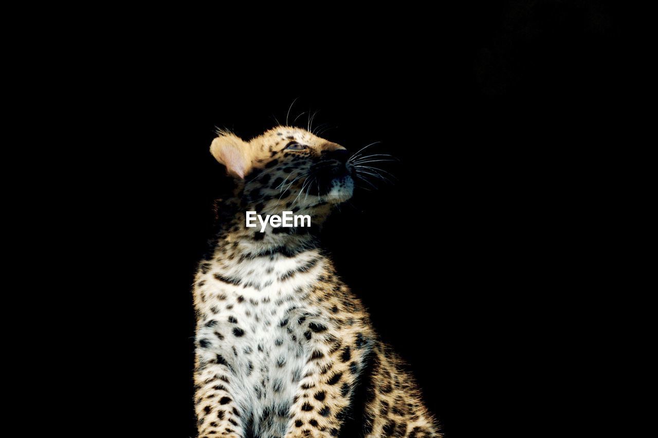 Close-up of leopard against black background