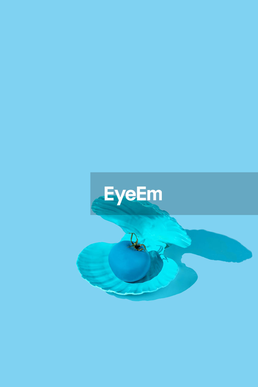Blue tomato in a seashell on a blue background. summer minimal food concept. isometric layout.