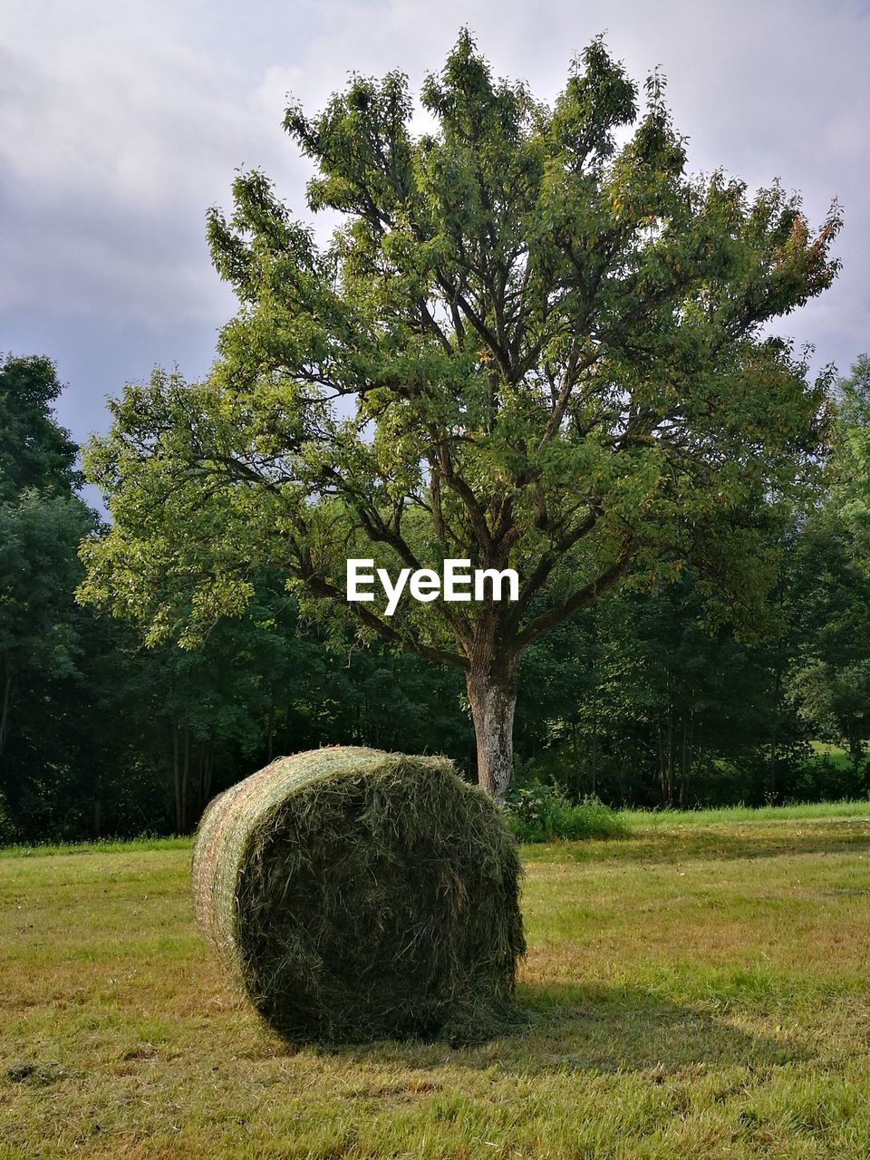 TREES ON FIELD AGAINST SKY