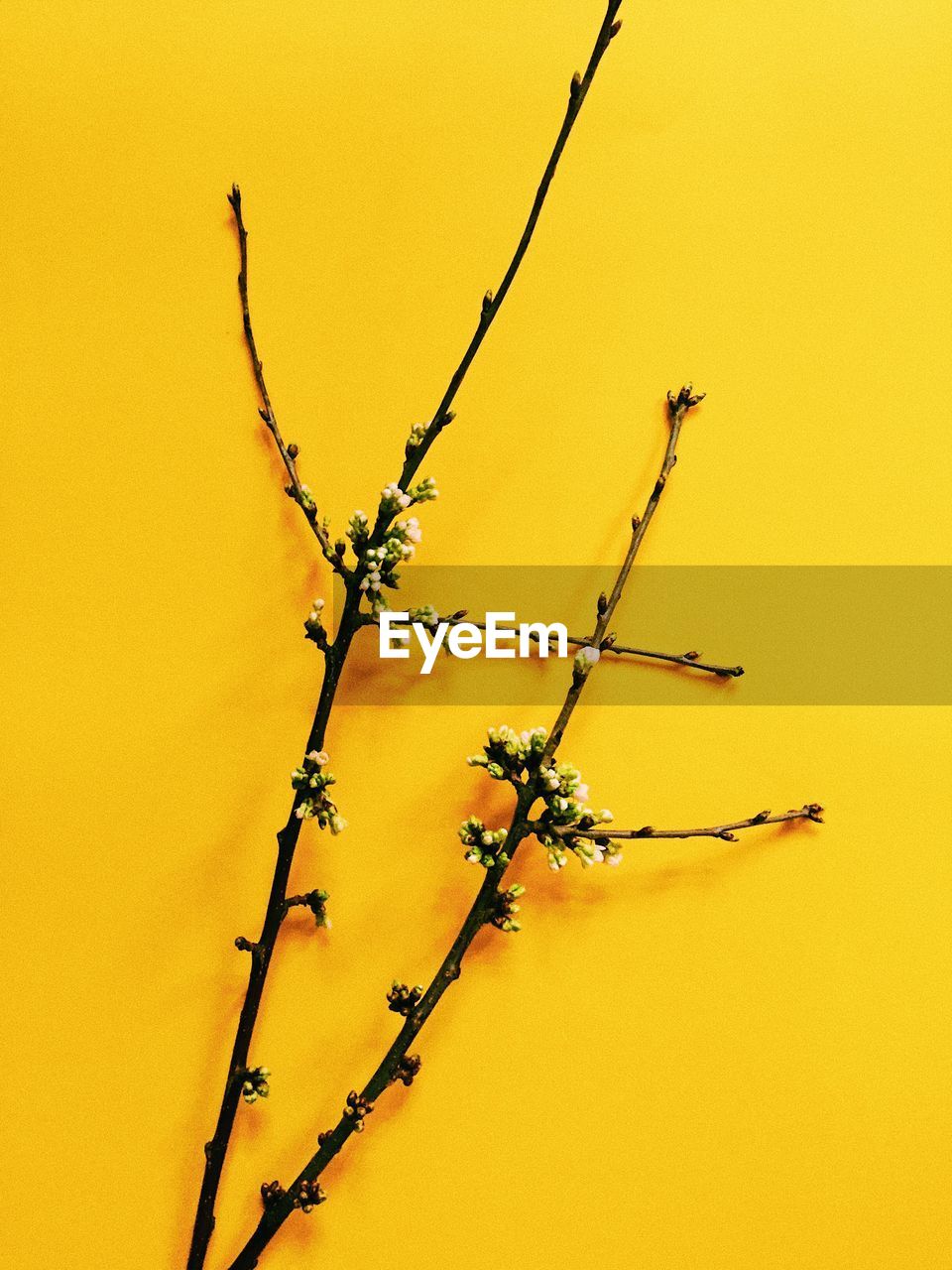 Low angle view of flowering plant against yellow background