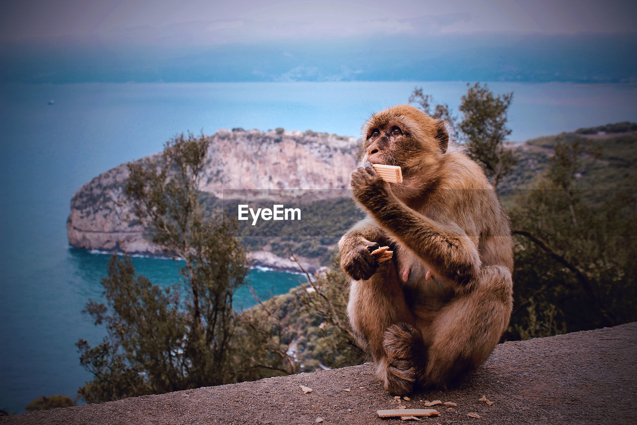 Monkey sitting on rock by sea against sky