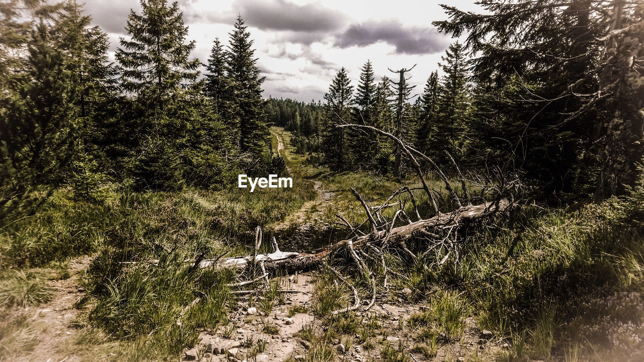 Trees growing in forest against sky