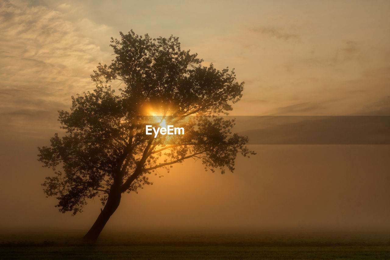 sky, tree, sunset, plant, beauty in nature, sun, nature, tranquility, scenics - nature, dawn, sunlight, tranquil scene, environment, cloud, landscape, horizon, silhouette, sunbeam, evening, land, no people, back lit, idyllic, orange color, outdoors, mist, dramatic sky, water, fog, atmospheric mood, light, twilight, non-urban scene, field, growth, grass, afterglow, rural scene, lens flare, astronomical object