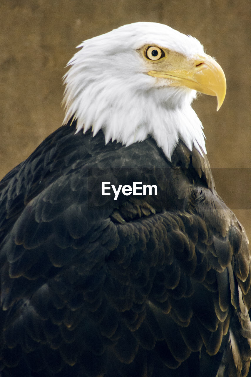Close-up of bald eagle perching outdoors