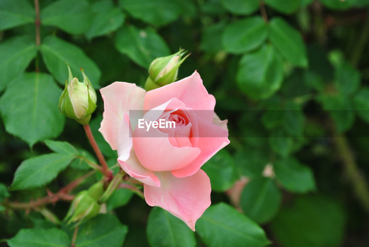 CLOSE-UP OF ROSE BLOOMING OUTDOORS